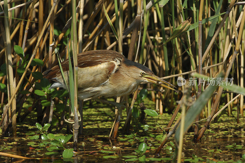 小麻鳽(Ixobrychus minutus)